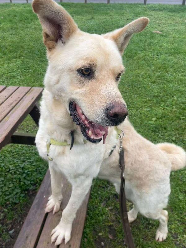 Rocky, cagnolone bianco, taglia media! Foto 7
